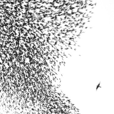 Wilco - Sky Blue Sky (2LP Blue Coloured Vinyl)